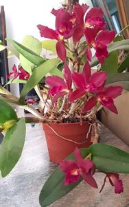 Cattlianthe Noemi Santiago