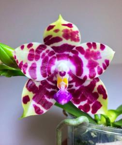 Phalaenopsis KS Super Zebra