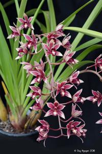 Cymbidium Canal Parish