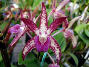 Dendrobium Burgundy Dream