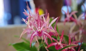 Dendrobium Australia Cutie