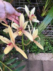 Cymbidium Lilliput