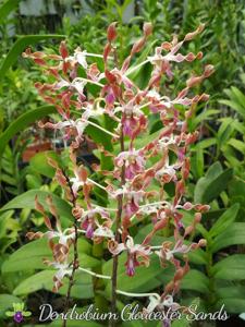 Dendrobium Gloucester Sands