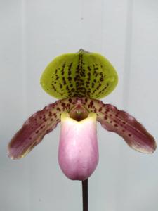 Paphiopedilum Tropical Magic