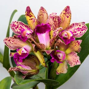 Rhyncholaeliocattleya Waianae Leopard