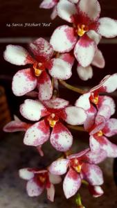 Sarcochilus Fitzhart