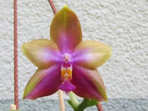 Phalaenopsis Tabasco Tex