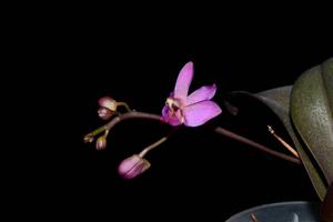 Phalaenopsis San Shia Swan