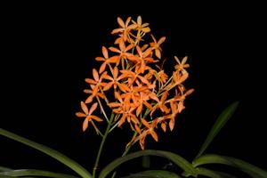 Vanda Lion Star