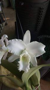 Cattleya Snow White