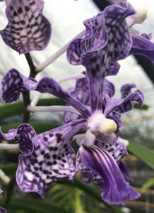 Vanda Gilbert Triboulet