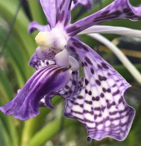 Vanda Gilbert Triboulet