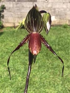 Paphiopedilum William Ambler