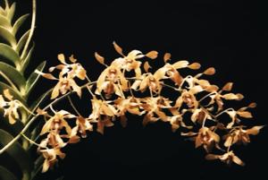 Dendrobium Rahah