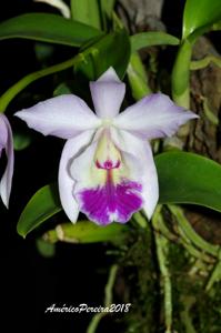 Cattleya Kiritsubo