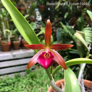 Brassocatanthe Roman Holiday