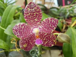 Phalaenopsis Yaphon in Taiwan