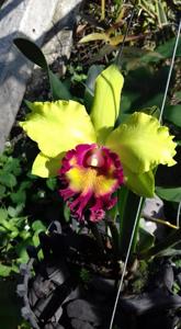 Rhyncholaeliocattleya Chomthong Green