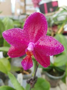 Phalaenopsis Mituo King