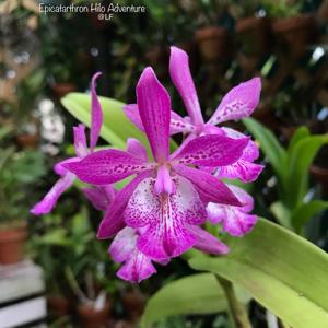 Epicatarthron Hilo Adventure