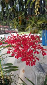 Renanthera Taiping