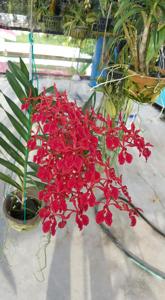 Renanthera Taiping