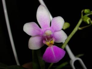 Phalaenopsis wilsonii-parishii