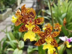 Oncidium Sunlight