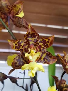 Oncidium Sunlight