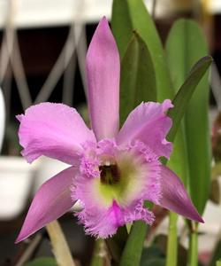 Rhyncholaeliocattleya Nestor