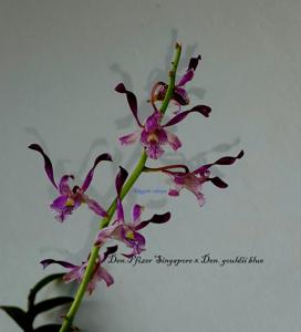 Dendrobium Dr and Mrs Hew Choy Sin