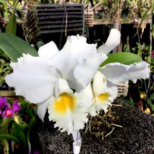 Cattleya Pearl Harbor