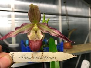 Phragmipedium Lemoinierianum