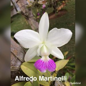 Cattleya Alfredo Martinelli