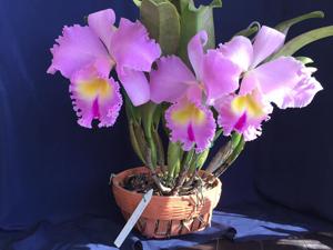 Rhyncholaeliocattleya Mahina Yahiro