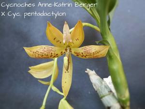 Cycnoches Five Star Berger