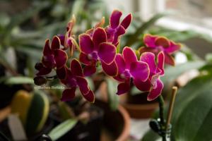 Phalaenopsis Citrus Candy