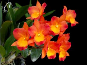 Volkertara Samantha Marko