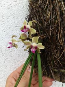 Paraphadenia Juraj Kojs