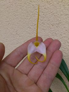 Masdevallia Ken Dole