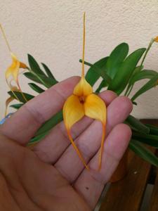 Masdevallia Falcon's Gold