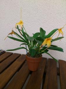 Masdevallia Falcon's Gold