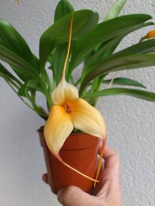 Masdevallia Falcon's Gold