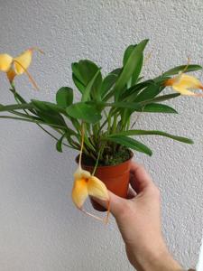 Masdevallia Falcon's Gold