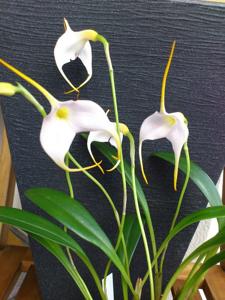 Masdevallia Ken Dole