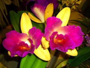 Rhyncholaeliocattleya Tzeng-Wen