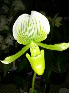 Paphiopedilum Clair de Lune