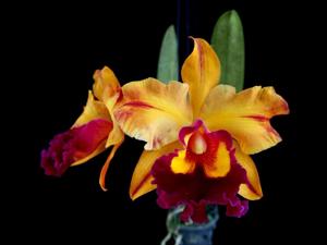 Rhyncholaeliocattleya Chonburi Gold