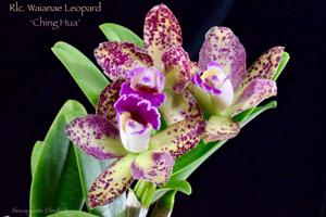 Rhyncholaeliocattleya Waianae Leopard