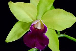 Cattleya Star Garden